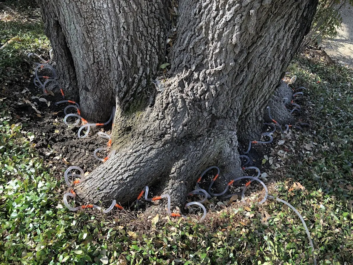 Detailed Tree Cabling and Bracing job site in Colwich