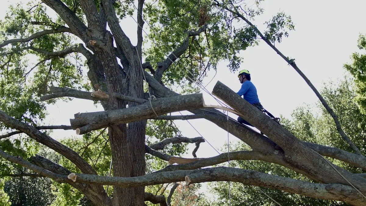 Professional Hazardous Tree Removal performed by certified arborists in Colwich
